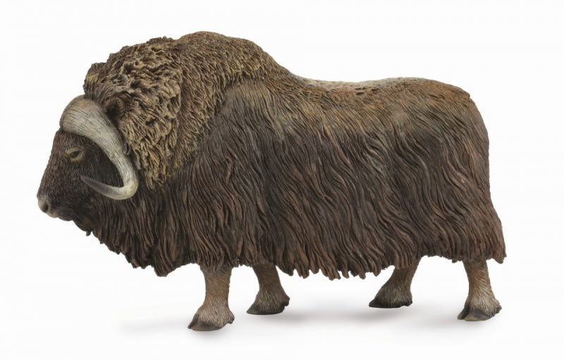 CollectA - Musk Ox - Timbertime Toys