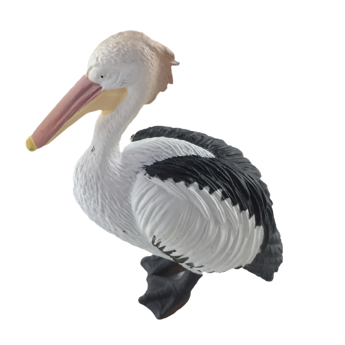 Animals of Australia - Pelican