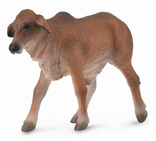 CollectA - Brahman Calf - Timbertime Toys