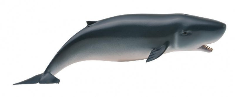 CollectA - Pygmy Sperm Whale - Timbertime Toys