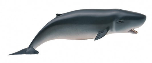 CollectA - Pygmy Sperm Whale - Timbertime Toys