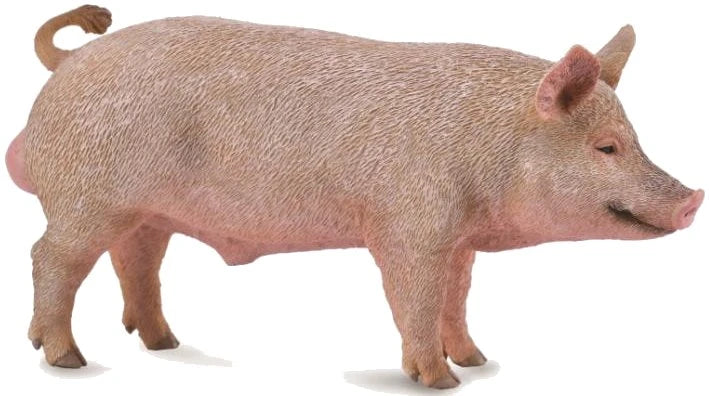CollectA Animal Figurine - Boar/Pig - Timbertime Toys