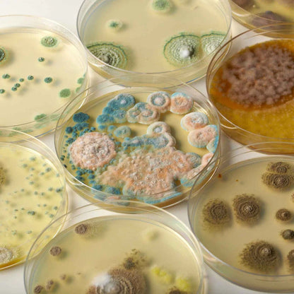 Heebie Jeebies Revolting Science