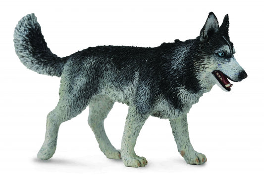 CollectA - Siberian Husky - Timbertime Toys