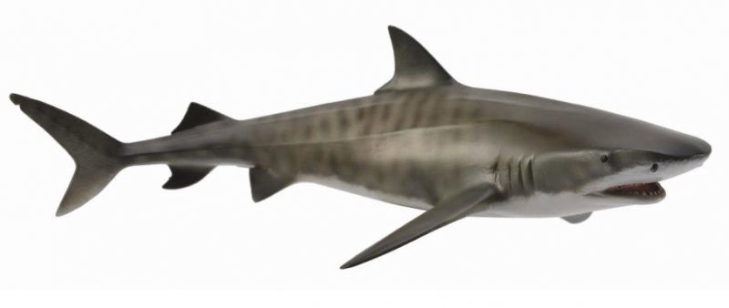 CollectA - Tiger Shark - Timbertime Toys