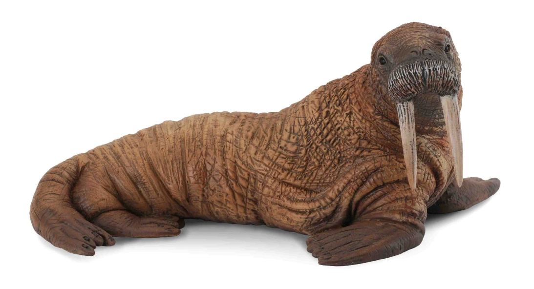 CollectA - Walrus - Timbertime Toys
